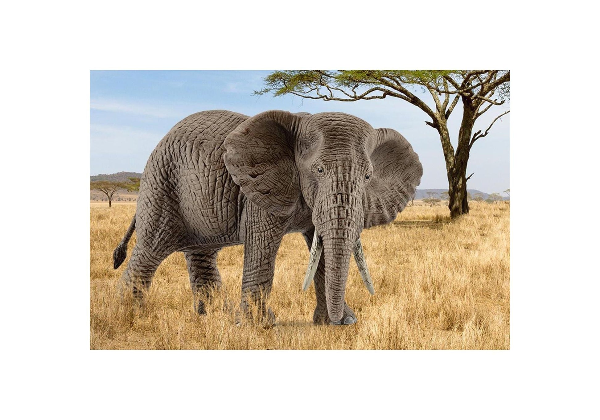 Schleich 14761 Wild Life: Afrikanische Elefantenkuh - plegobil