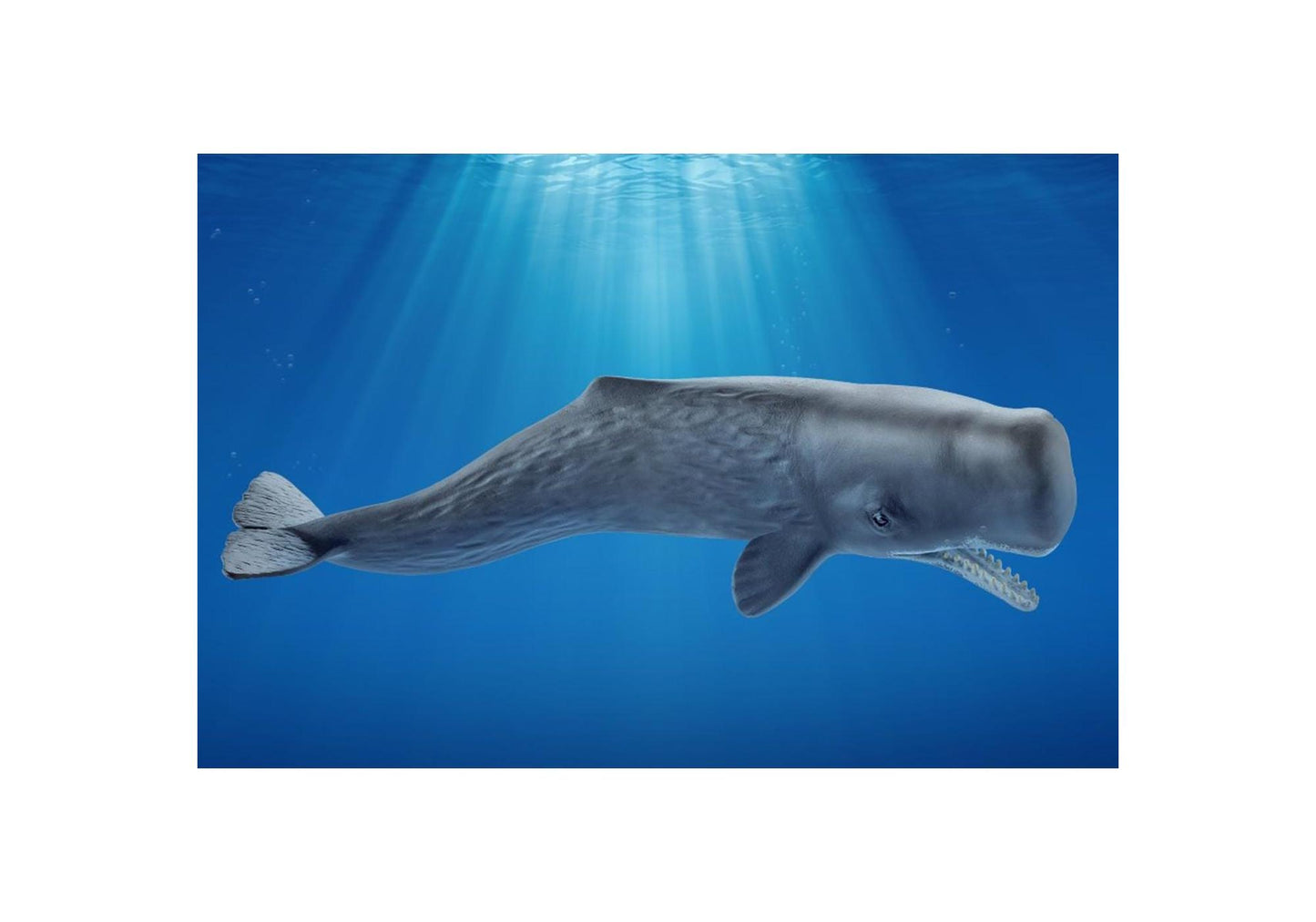 Schleich 14764 Wild Life: Pottwal - plegobil